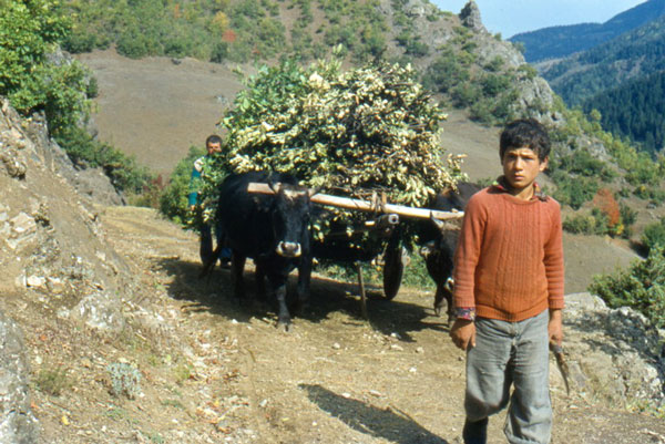 ვერნერ რუდიგერის უნიკალური ფოტოები საქართველოზე