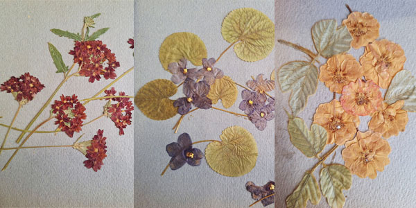 მიხეილ მამულაშვილის უნიკალური ჰერბარიუმი ხელოვნების სასახლეს გადაეცა